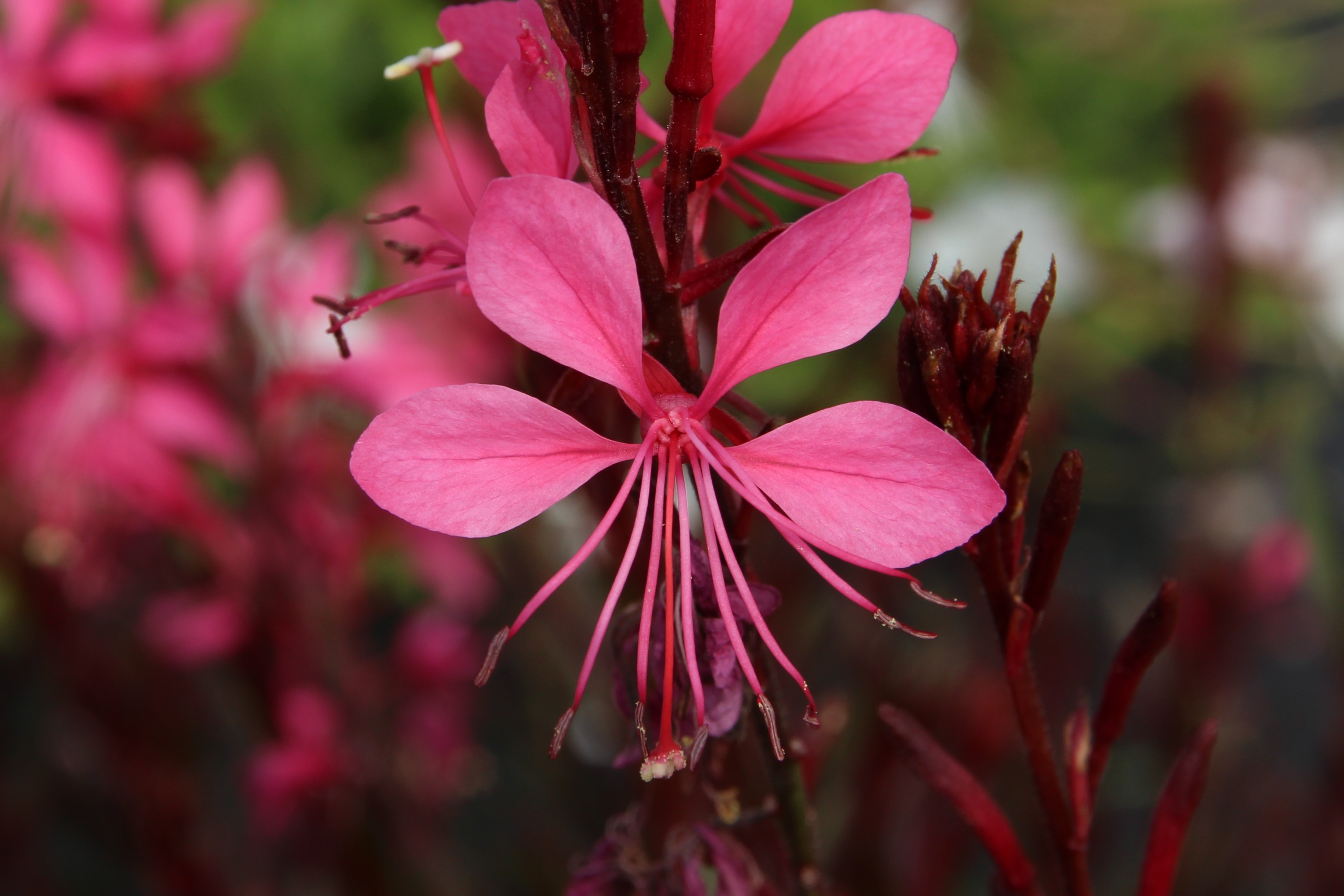 Gaura lindheimeri ‘Red Ribbon’